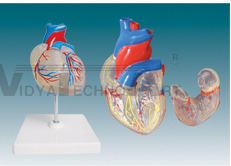 The model of natural size transparent heart (attach with conduction system)